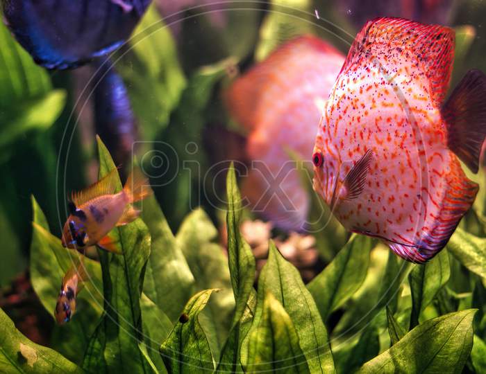 Beautiful Colorful Wild Discus Fish Symphysodon. Paletki With Naturally Form Patterns Swimming In It'S Natural Habitat Against Coral Plants In Fresh Water. Selective Focus.