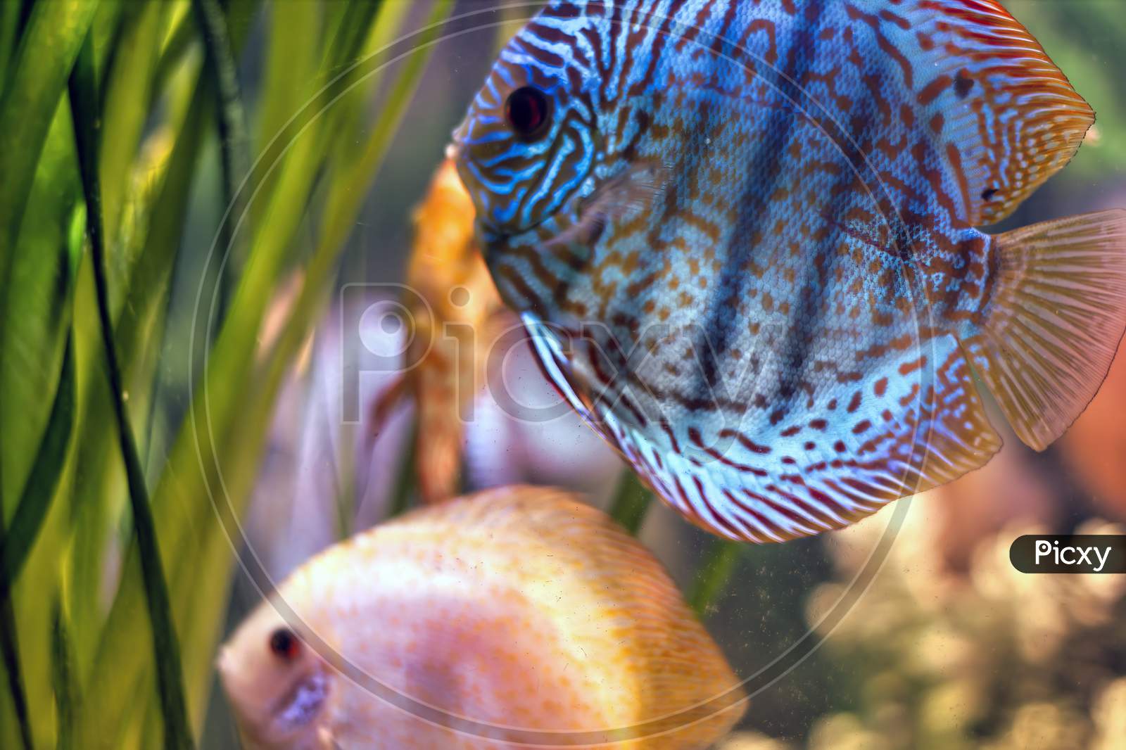 Paletki Wild Discus Royal Blue Fish Swimming In It'S Natural Habitat With Yellow Fish Against Coral Plants In Fresh Water. Symphysodon. Selective Focus.