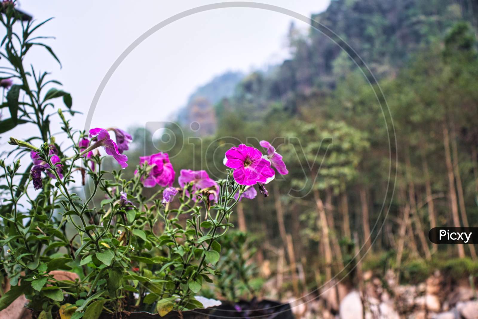 Sikkim means flower