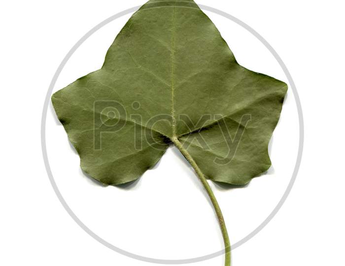 Ivy Leaf Isolated