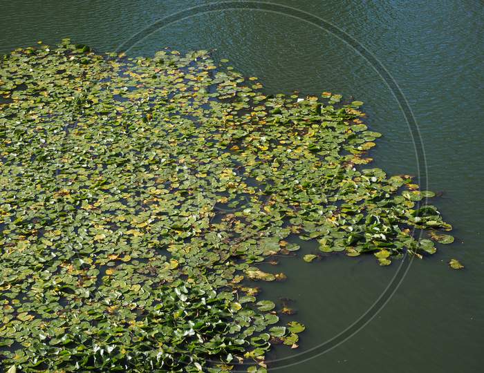 Water Lily Plant (Nymphaea) In A Pond