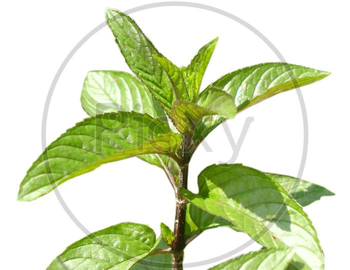 Peppermint Plant (Mentha Piperita) Isolated Over White