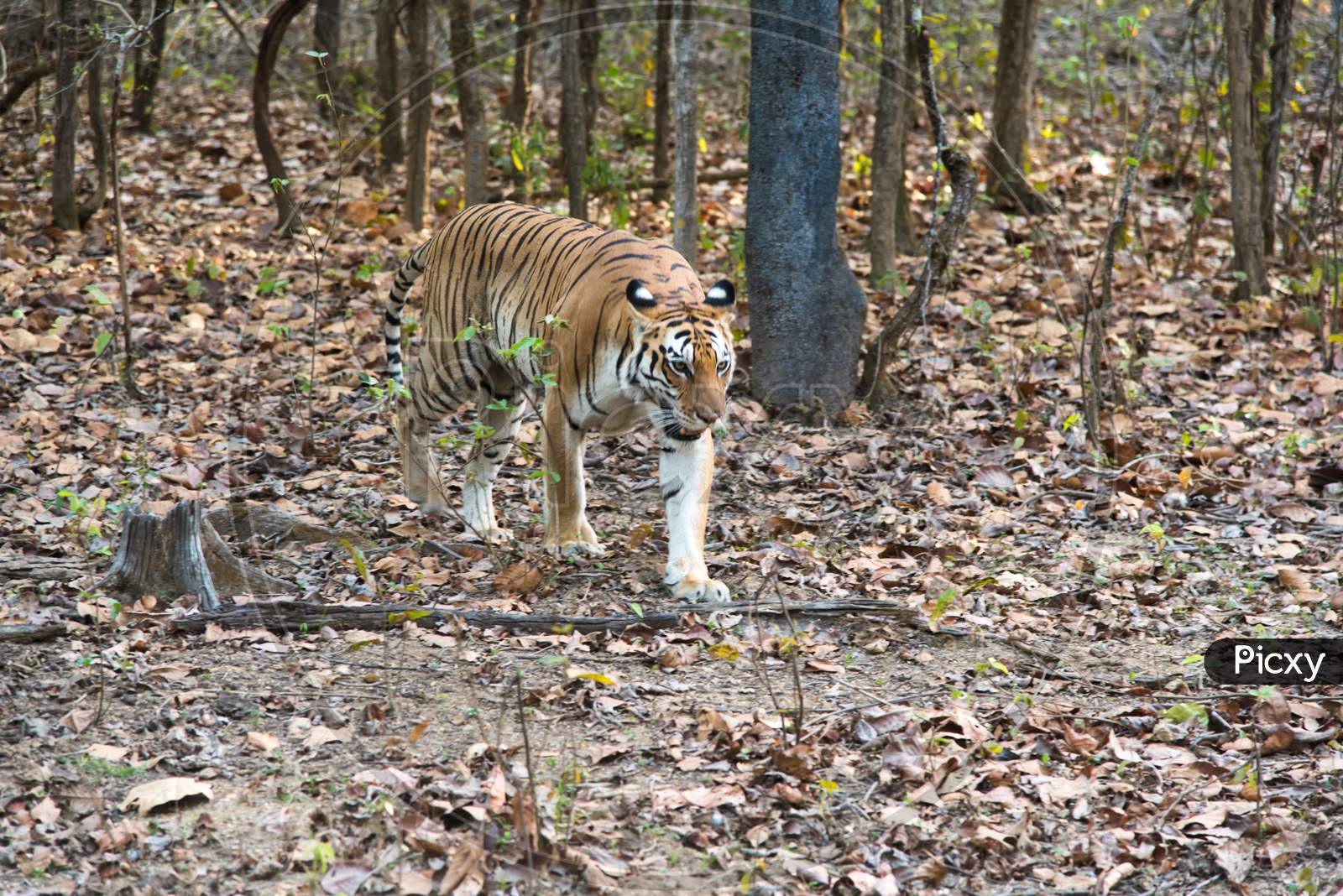 A female Royal Bengal tiger camouflaged in the foliage
