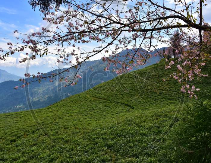 Temi Tea Estate Nestled In Ravangla, Sikkim