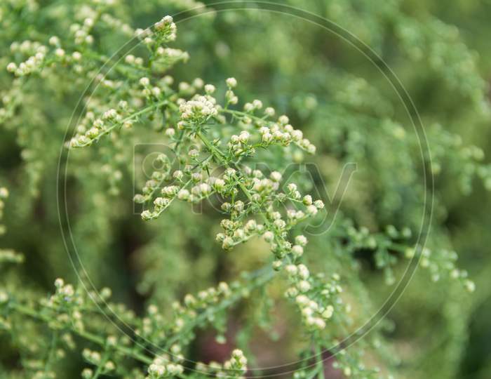 Detail Of The Branch Of Artemisia Annua In Bloom. Medicinal Plant