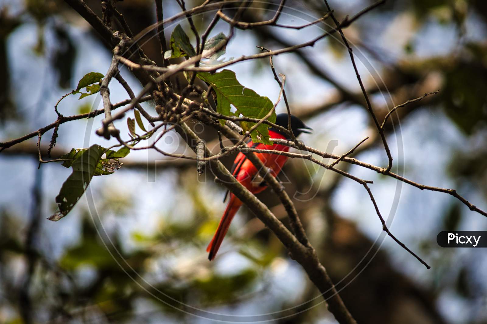 Red Bird Pelling