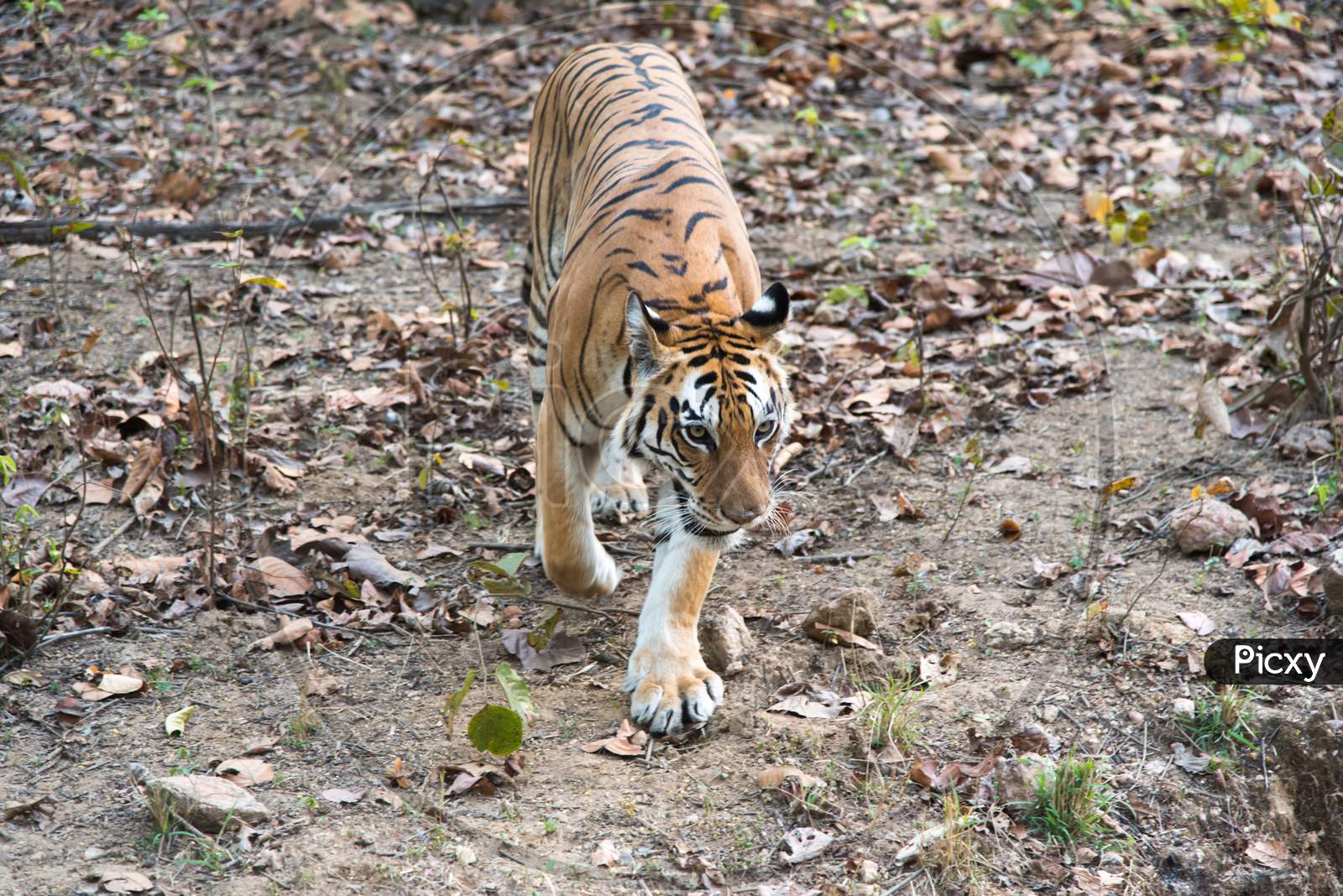 A female Royal Bengal tiger in the jungle.