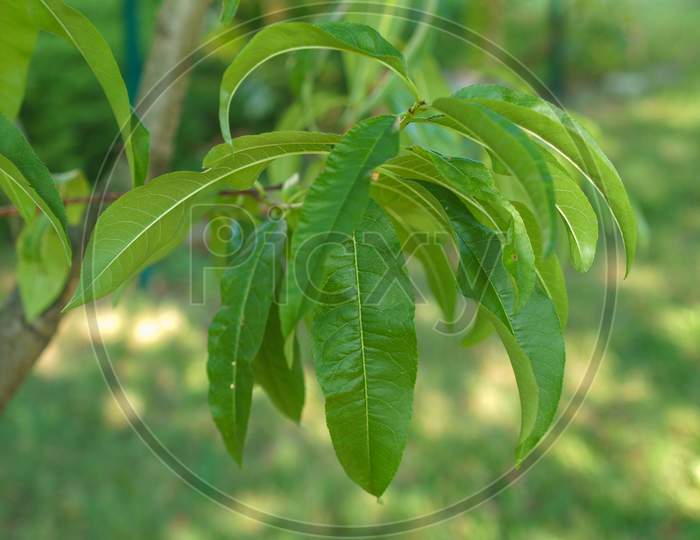 Peach Tree Leaf
