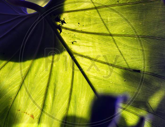 Abstract Background Of Line Pattern Texture On A Big Green Homalomena Rubescen Plant Leaf Illuminated Against Light.