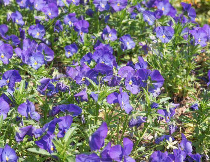 Purple Viola Flower