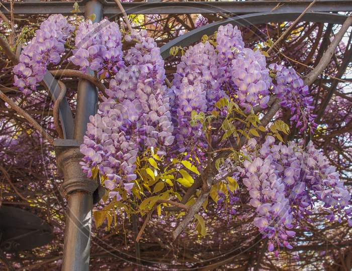 Pink Wisteria Flowers