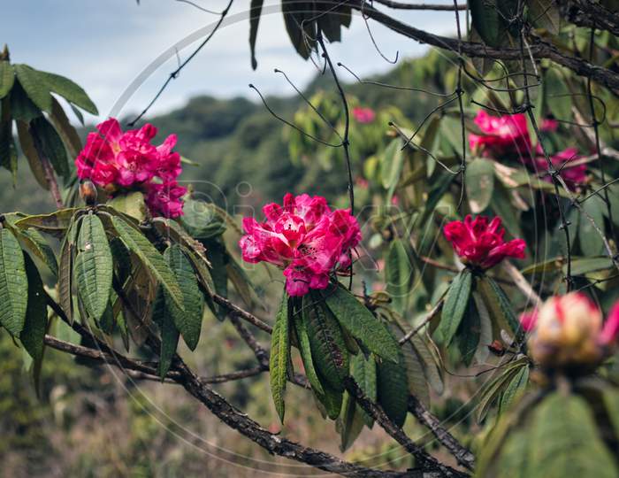 Rhododendron Trek Flower