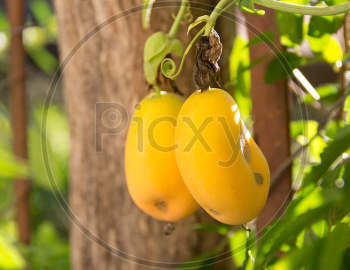 Ripe Fruits Of Passion Fruit Or Passiflora On The Plant