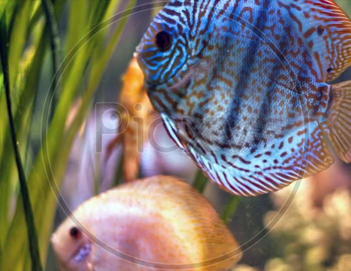 Paletki Wild Discus Royal Blue Fish Swimming In It'S Natural Habitat With Yellow Fish Against Coral Plants In Fresh Water. Symphysodon. Selective Focus.