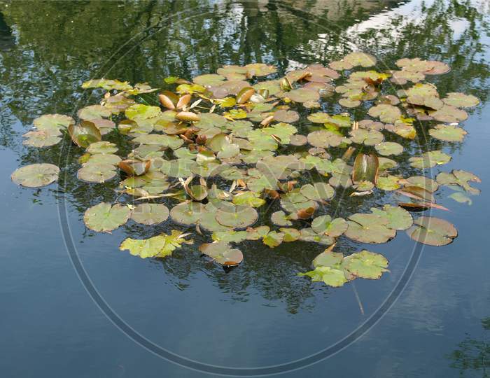 Waterlily In A Pond