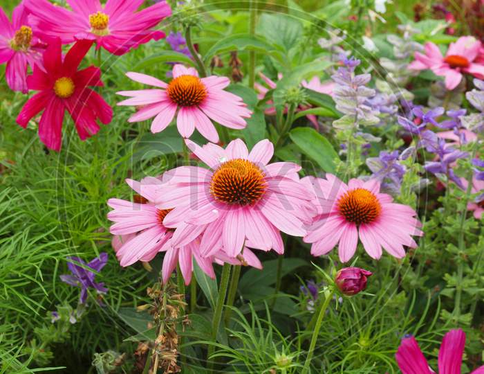 Daisy Plant (Bellis Perennis) Pink Flower