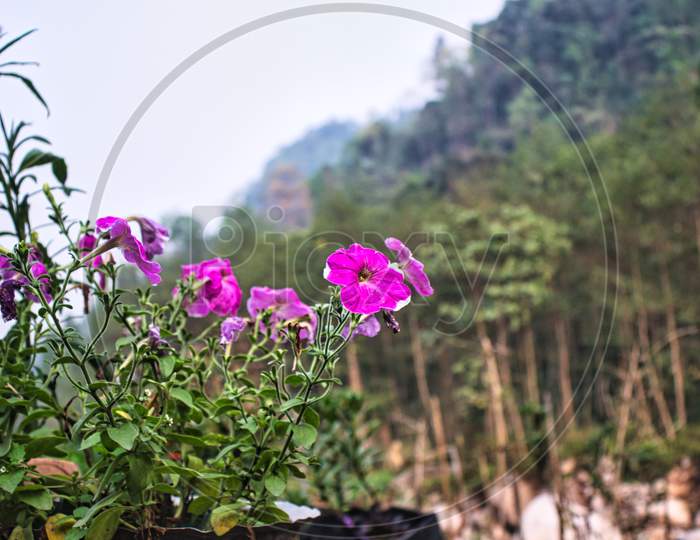 Sikkim means flower