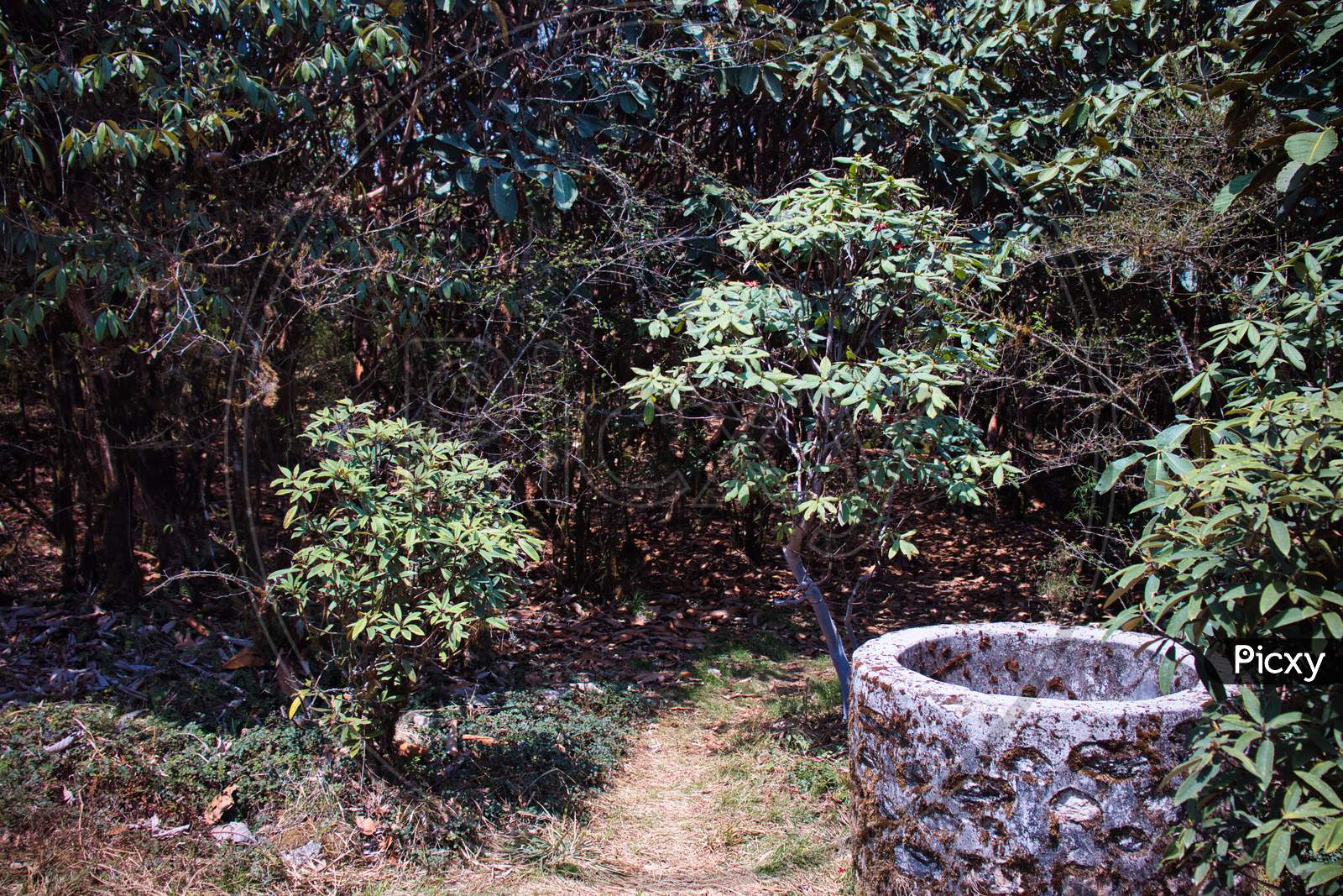 Rhododendron Trek forest