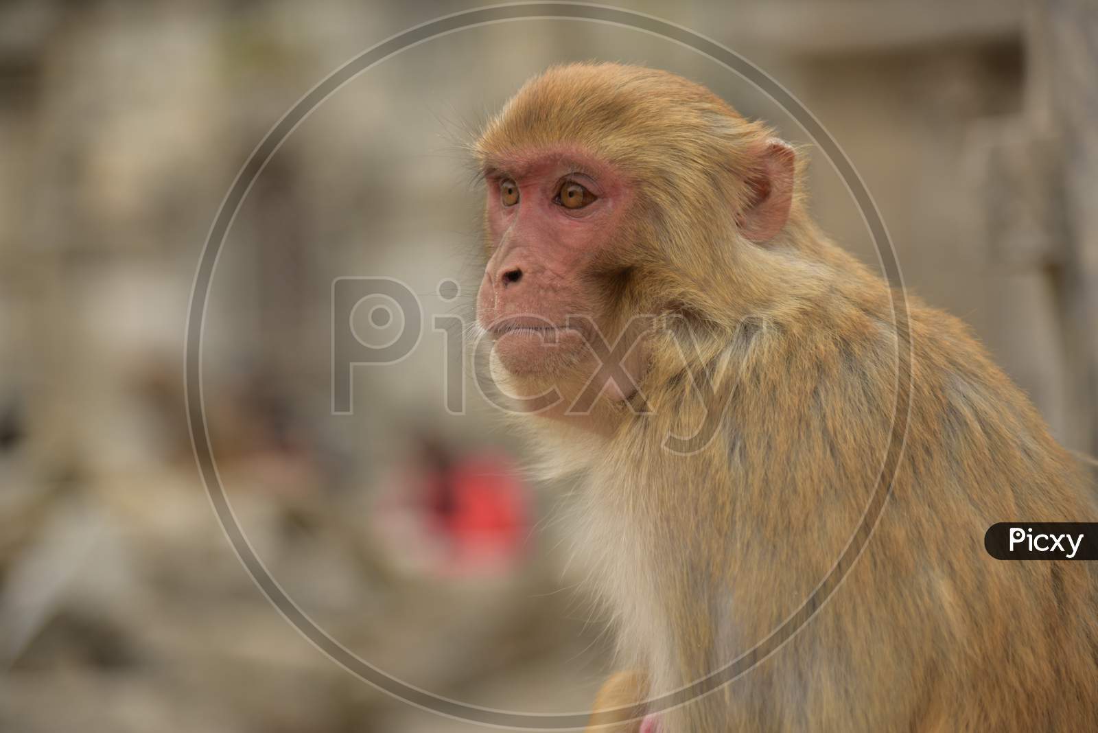 Rhesus macaque monkey