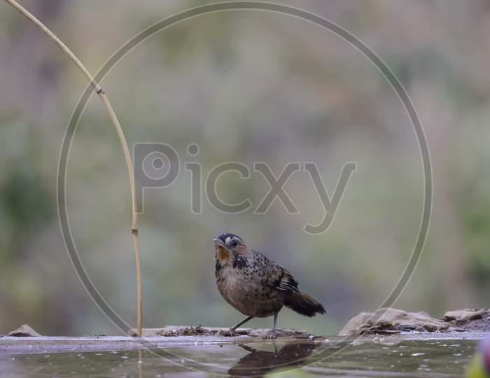 Rufous-chinned laughingthrush in Sattal