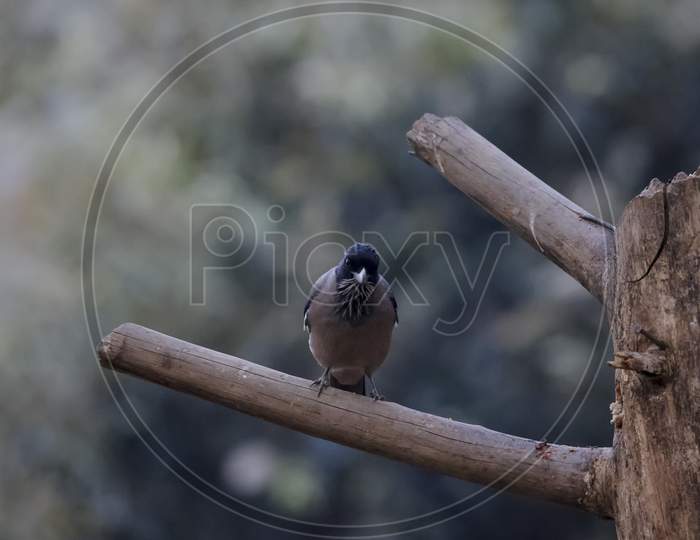Black-headed jay bird in Sattal