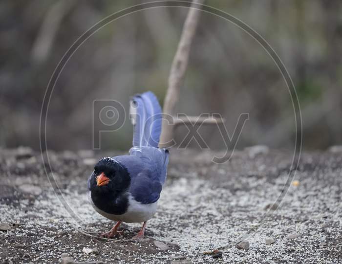 Red-billed blue magpie (Urocissa erythrorhyncha) in forest