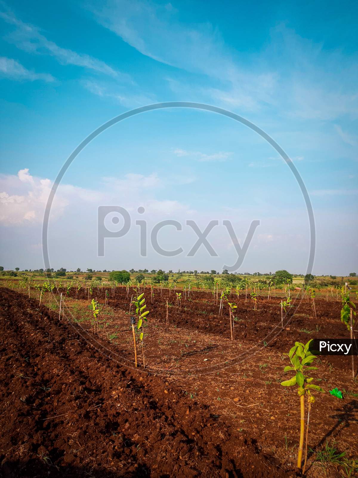 Land lot Plantation photo ( guava plants )