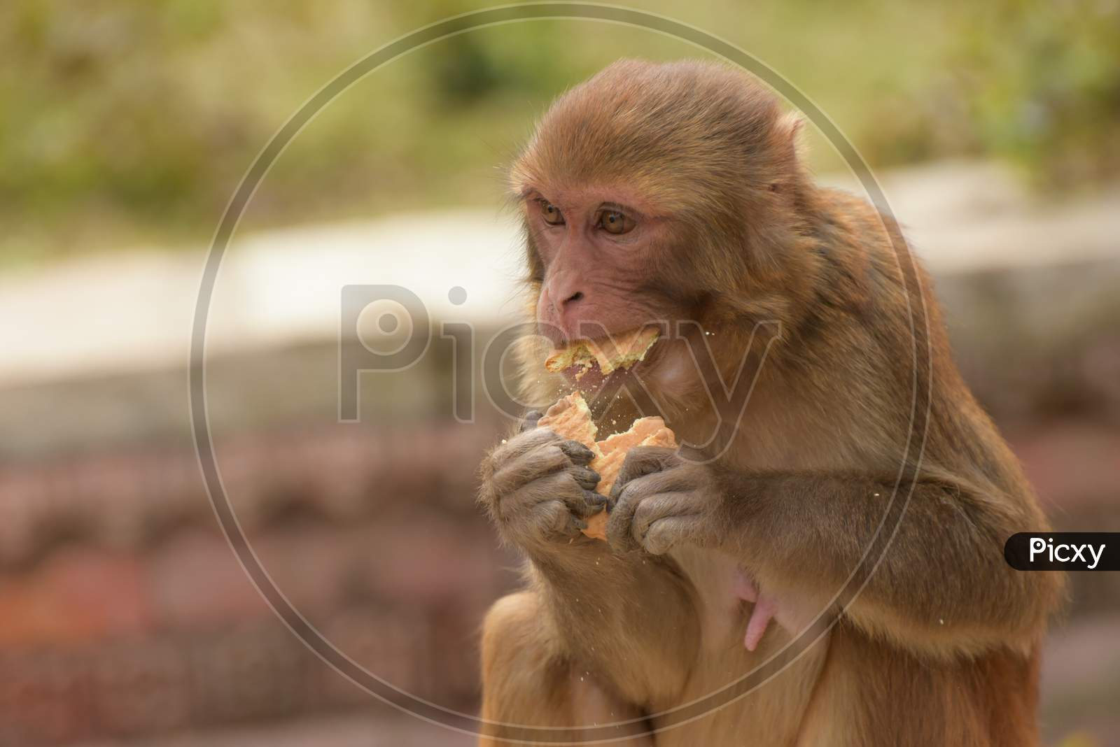 Rhesus macaque monkey in Pashupatinath Kathmandu, Nepal