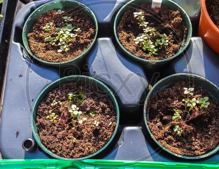 Gardening Concept. Fresh Green Seedlings Growing In Small Pots.