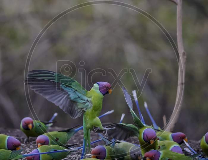 Plum-headed parakeet (Psittacula cyanocephala) in the Indian forest