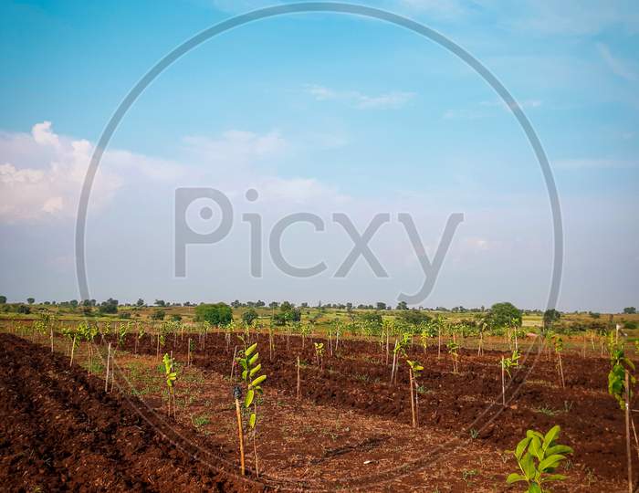 Land lot Plantation photo ( guava plants )