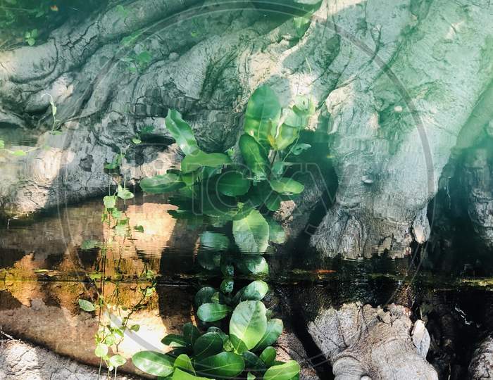 plant reflection