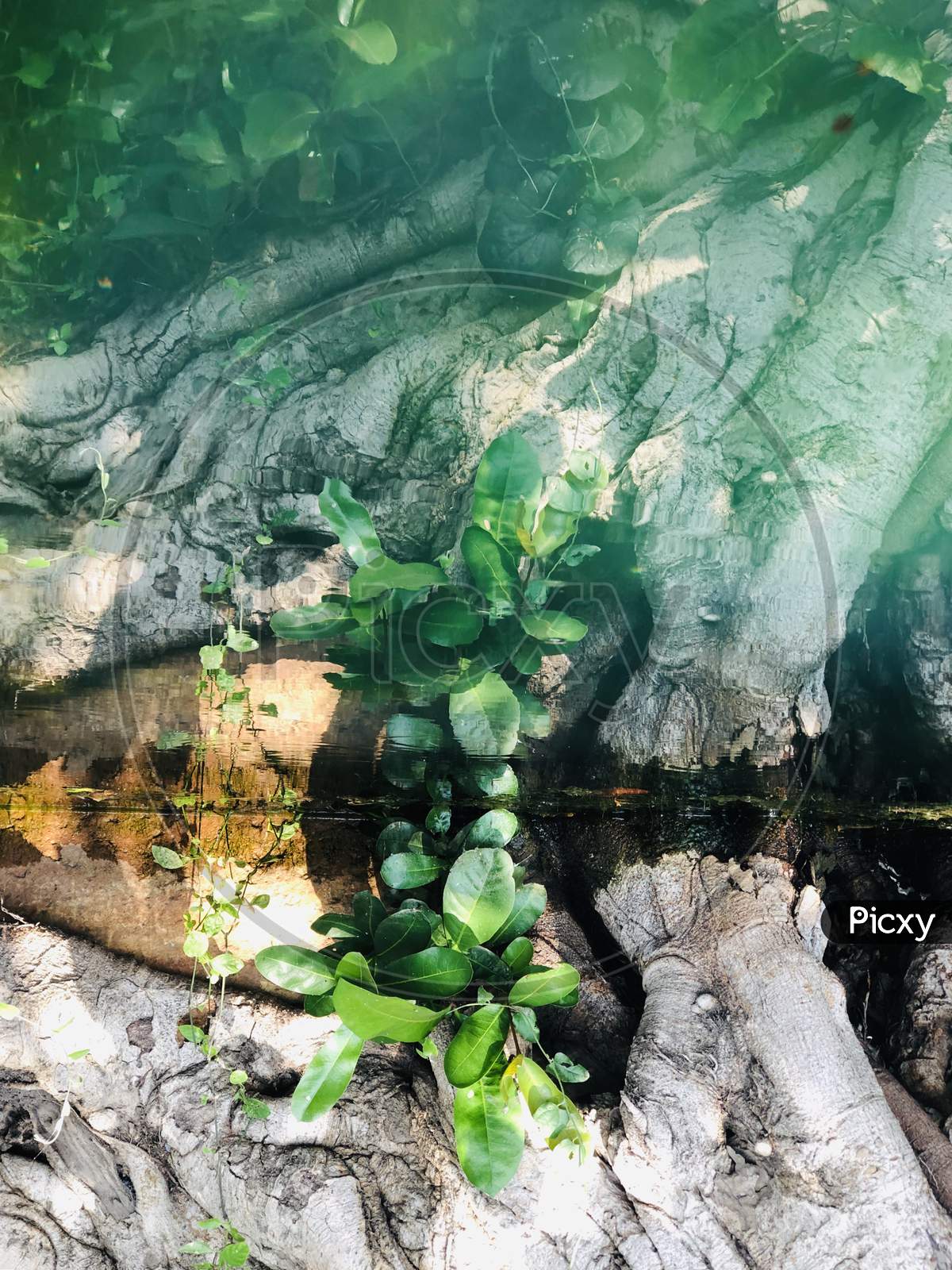plant reflection
