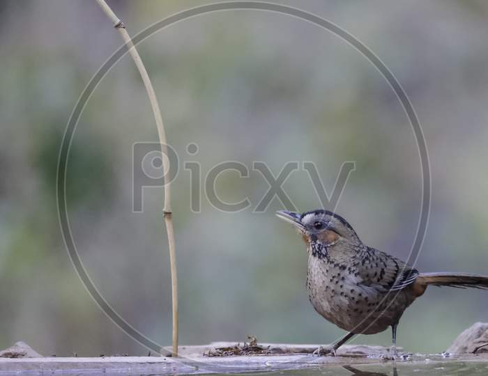 Rufous-chinned laughingthrush in Sattal