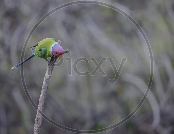 Plum-headed parakeet (Psittacula cyanocephala) in Indian forest