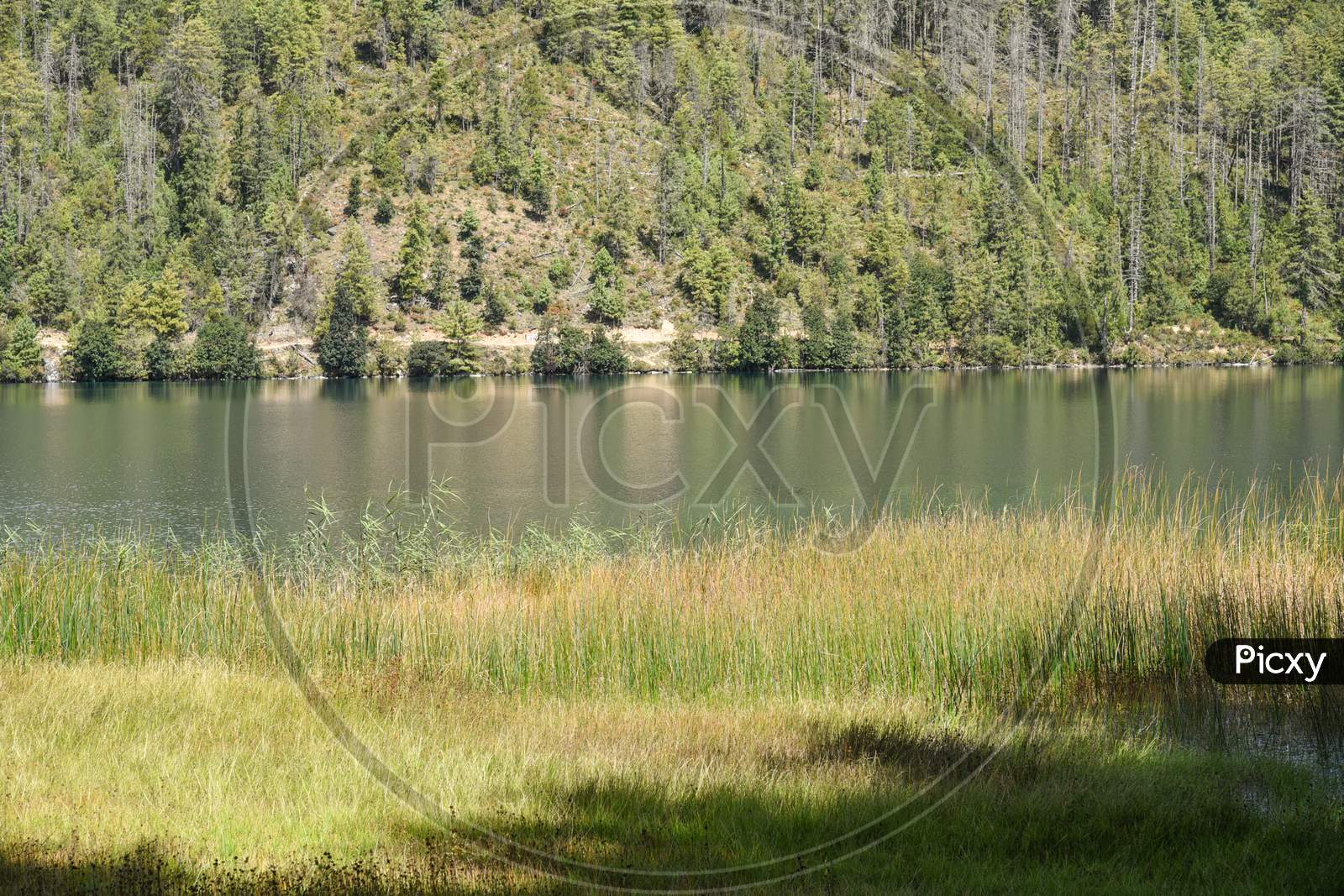 lake and grass