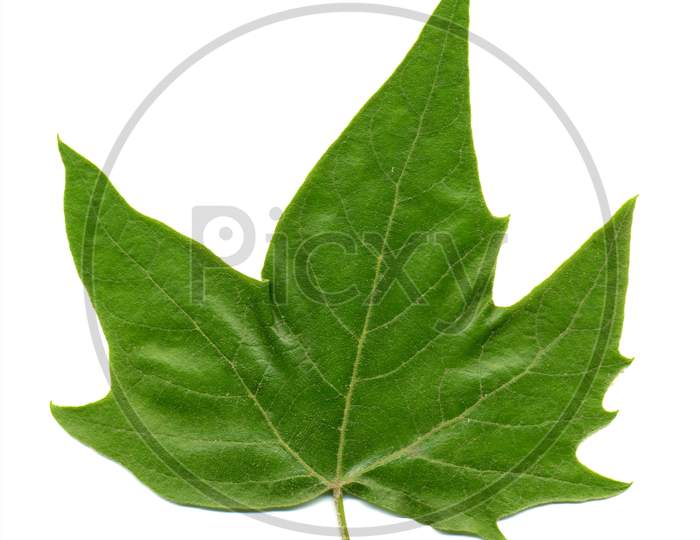 Front Side Of Plane (Platanus) Tree Leaf Isolated Over White