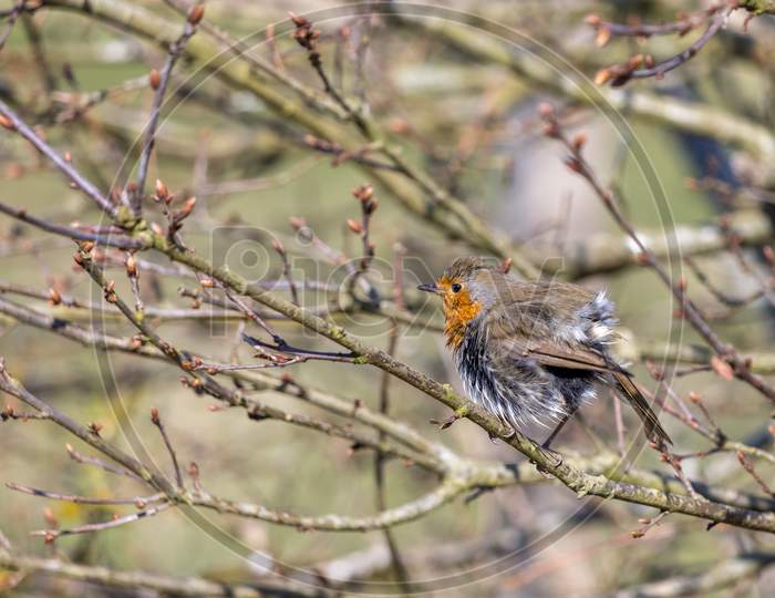 Mystery Of The Wet Robin Perched In A Tree On A Sunny Spring Day