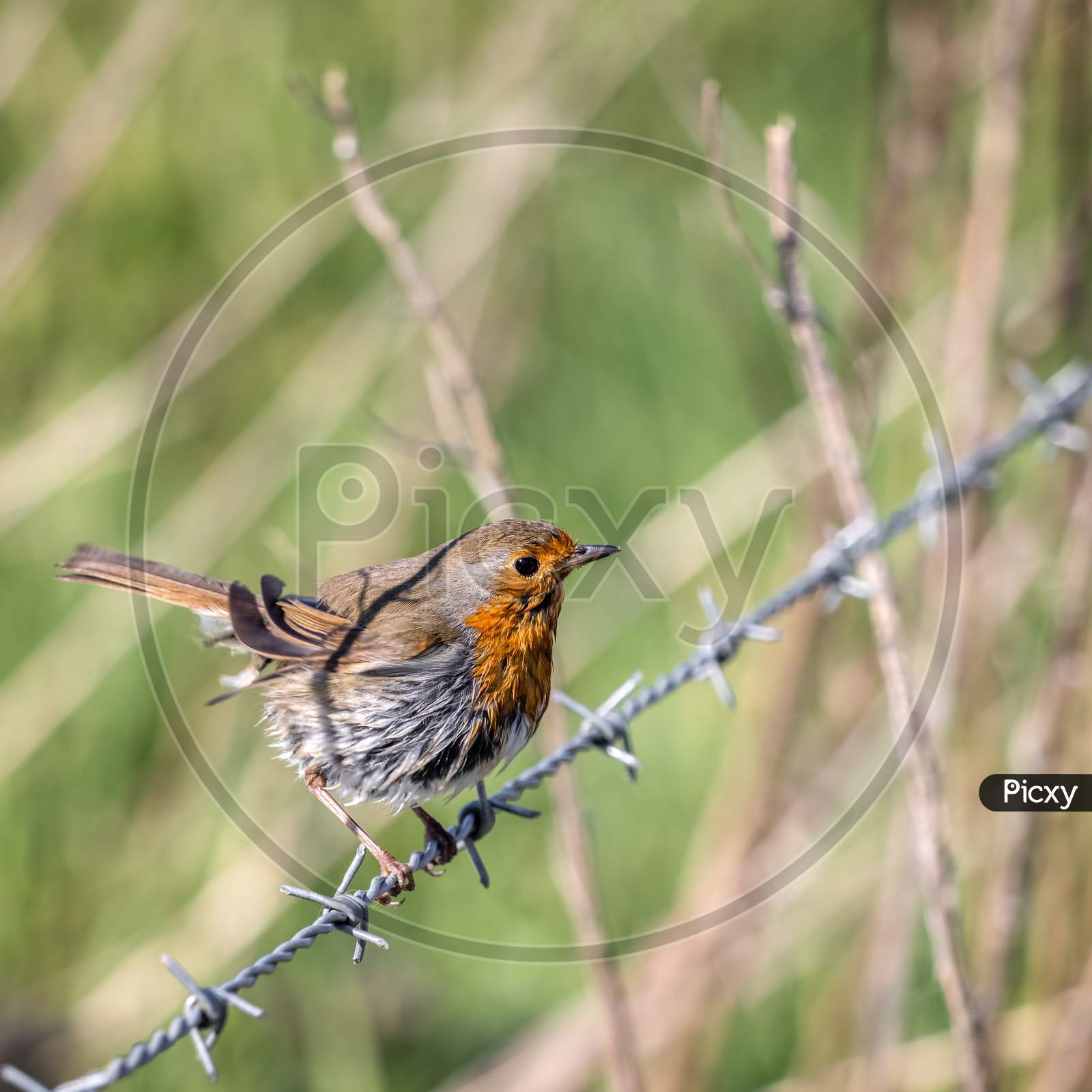 Mystery Of The Wet Robin Perched On A Barbed Wire Fence On A Sunny Spring Day
