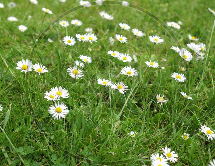 Daisy Flower In The Grass