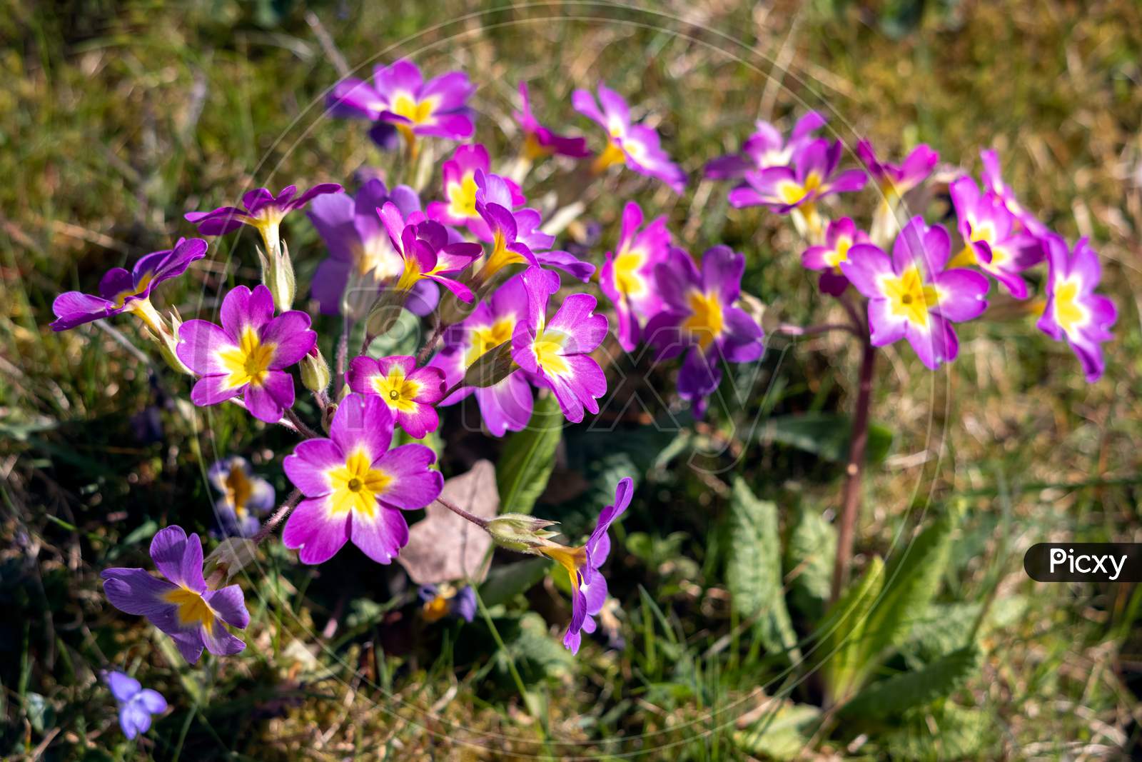 A Group Of Magenta Primroses Flowering In The Spring Sunshine