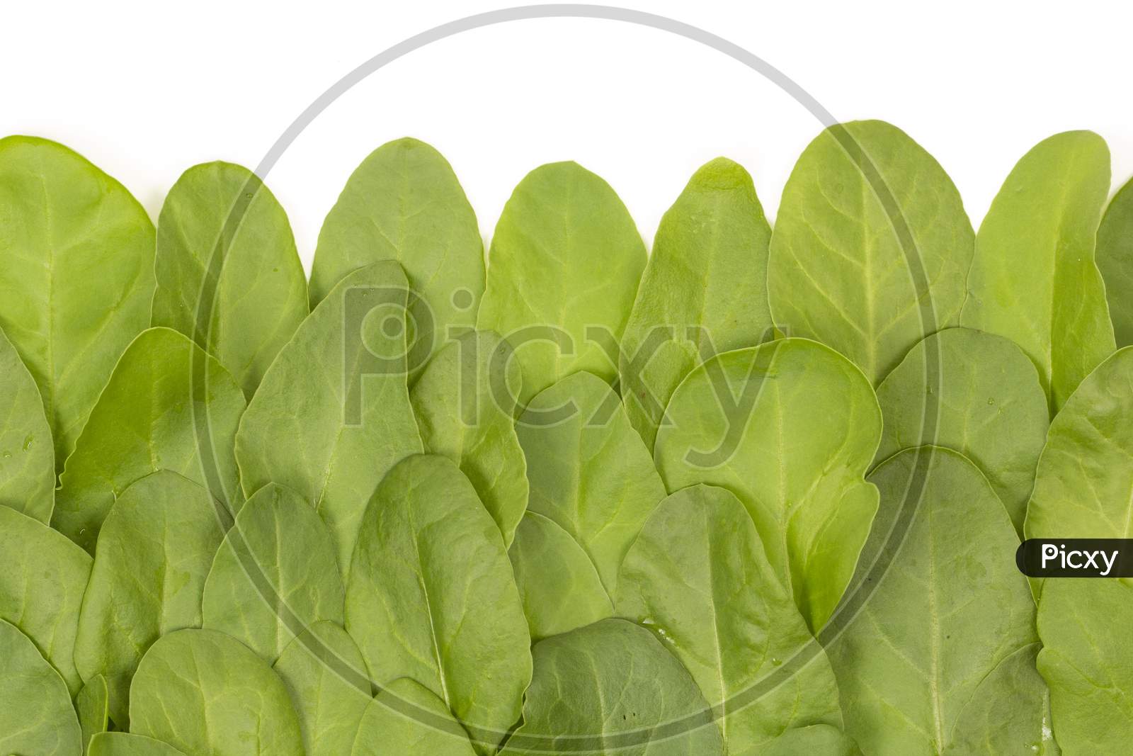 Baby Spinach Leaves On White Stock Photo