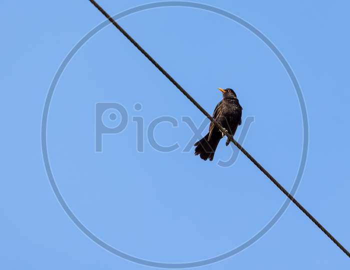 Male Blackbird (Turdus Merula) Perching On A Telephone Wire