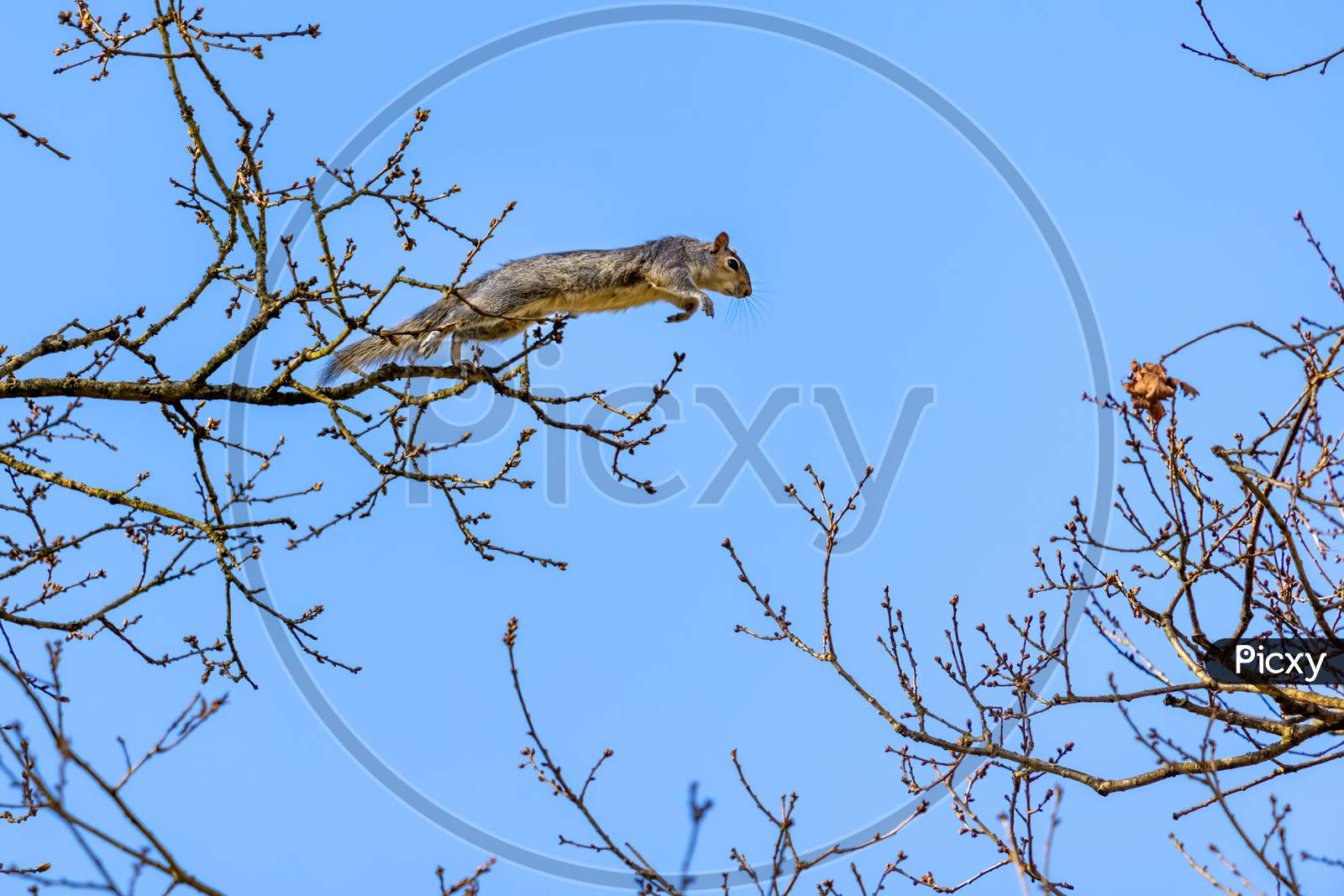 Grey Squirrel (Sciurus Carolinensis)  Jumping From One Tree To Another