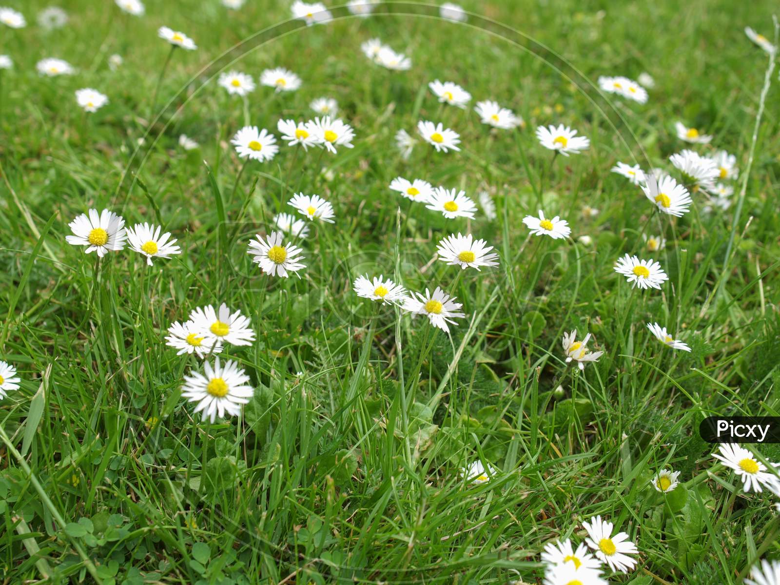 Daisy Flower In The Grass