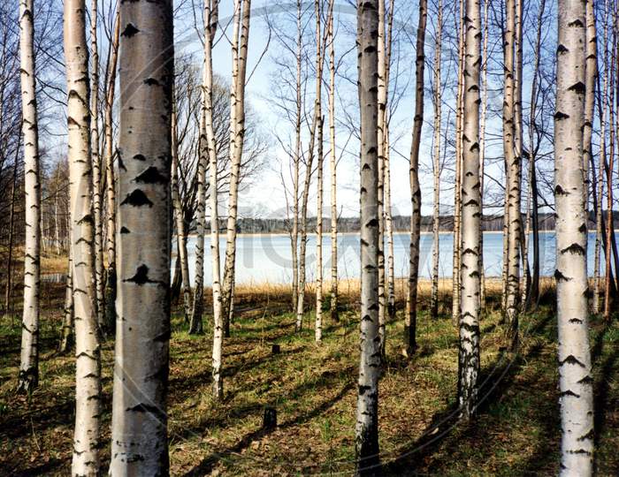 Birch Trees Background