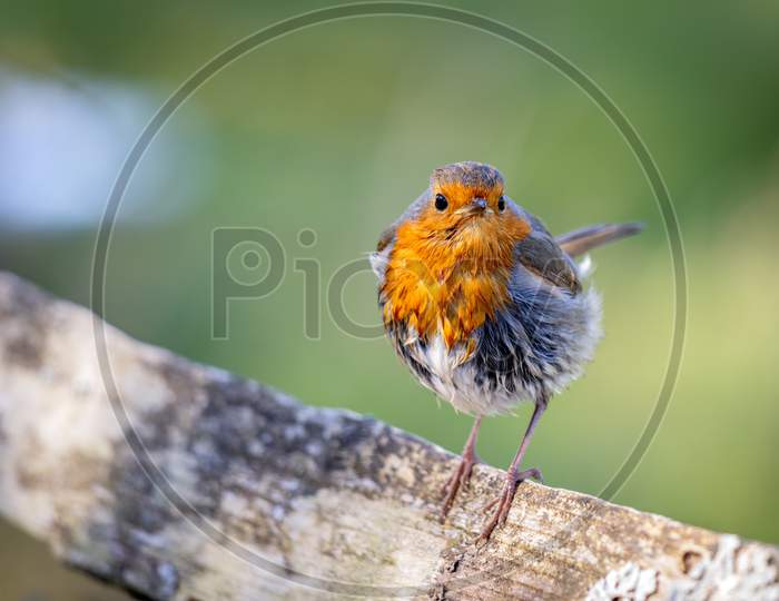 Mystery Of The Wet Robin On A Sunny Spring Day