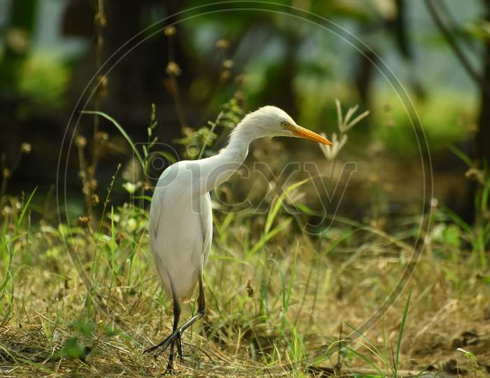 Nature Wildlife Image Of Great Egret Bird Walk On Paddy Field. Egrets That Live Freely In Nature.