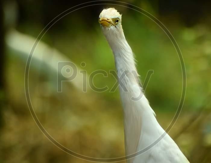 Nature Wildlife Image Of Great Egret Bird Walk On Paddy Field. Egrets That Live Freely In Nature.