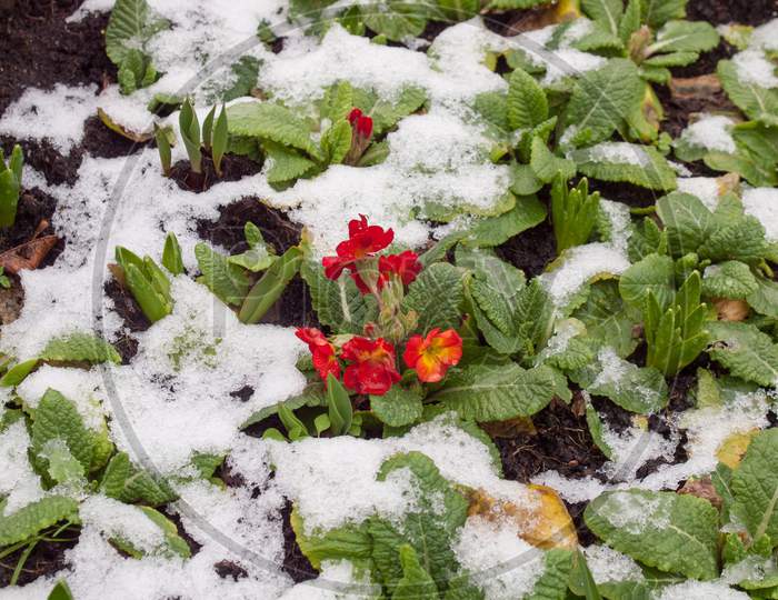 Primrose Flower In The Snow